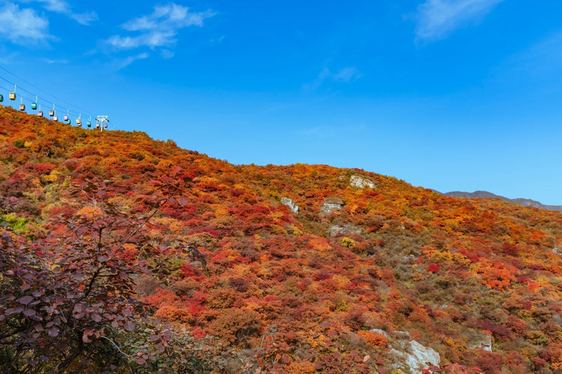 青空の下、山肌を赤やオレンジに染める紅葉と、その上を行くケーブルカー