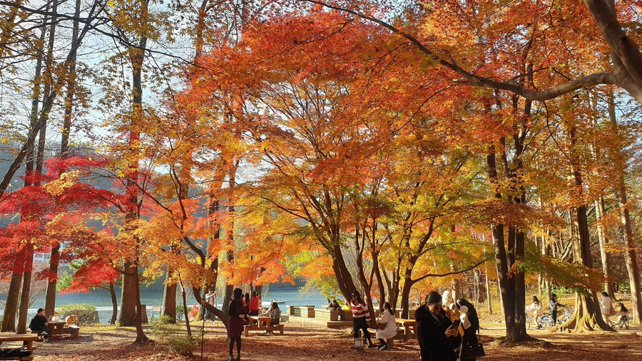 Korea in November: red and gold maples over the lakeside paths of Nami Island on a sunny mid-November afternoon