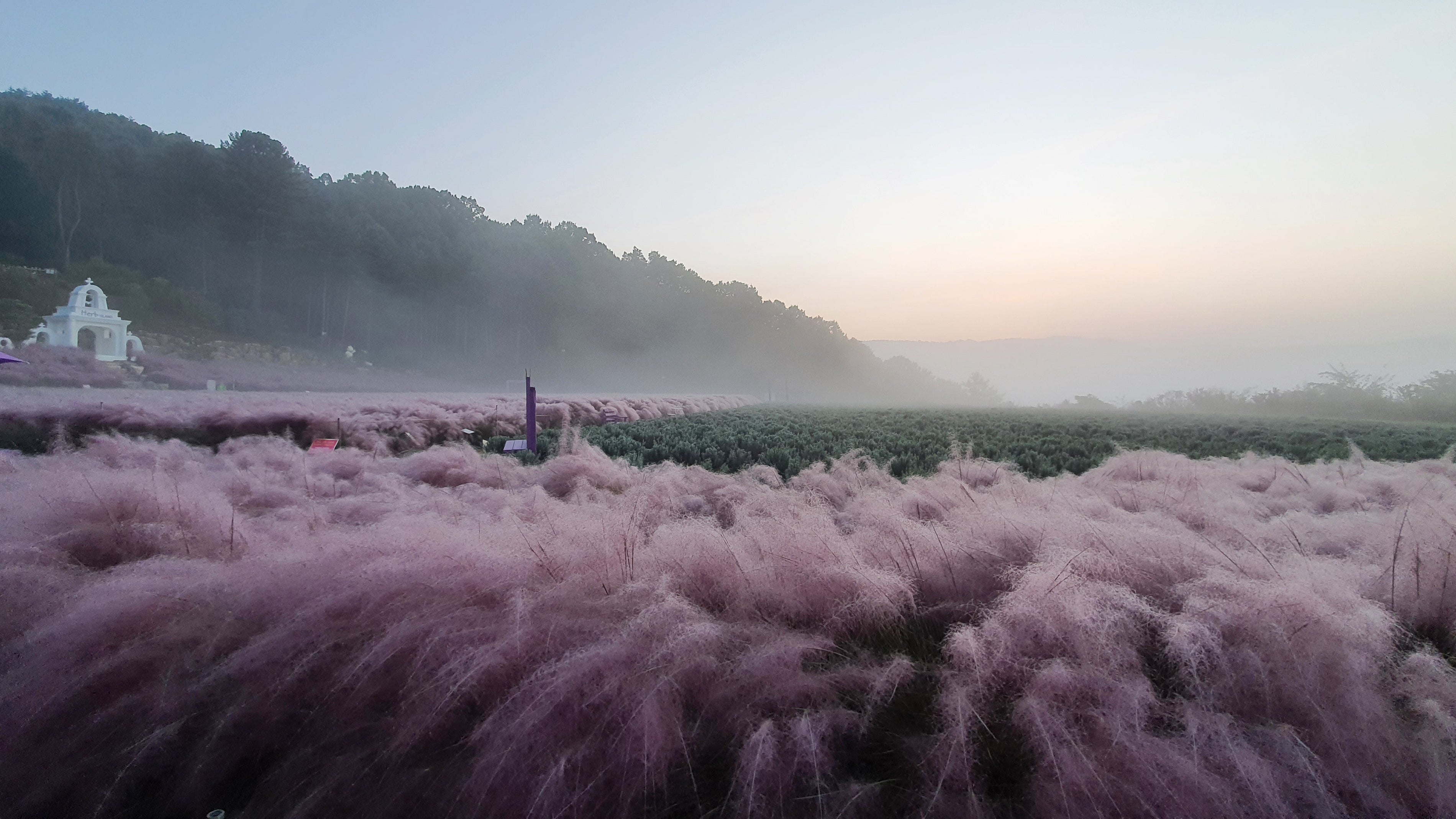 Pink muhly grass in morning mist at Herb Island's Sky Herb Farm in Pocheon (Herb Island)