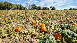 Everland Halloween season mood: ripe orange pumpkins scattered across a field under a clear autumn sky