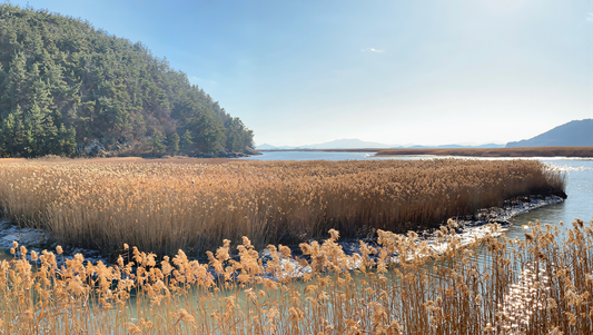 Golden reed beds along a curving tidal channel at Suncheon Bay under a clear autumn sky