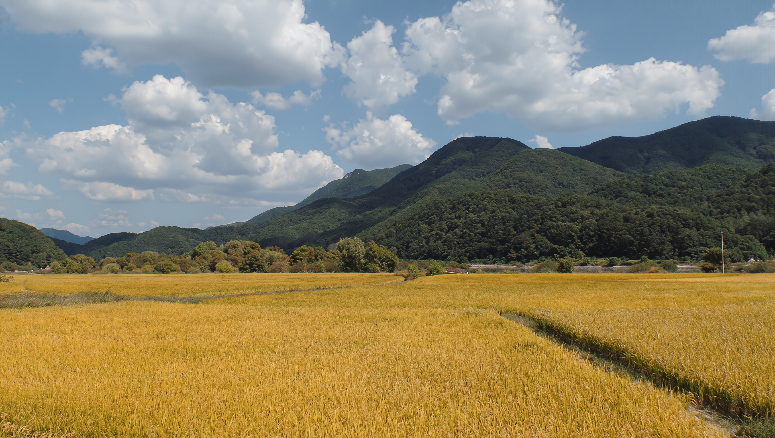 Golden rice paddy in rural Korea in early September beneath forested mountains