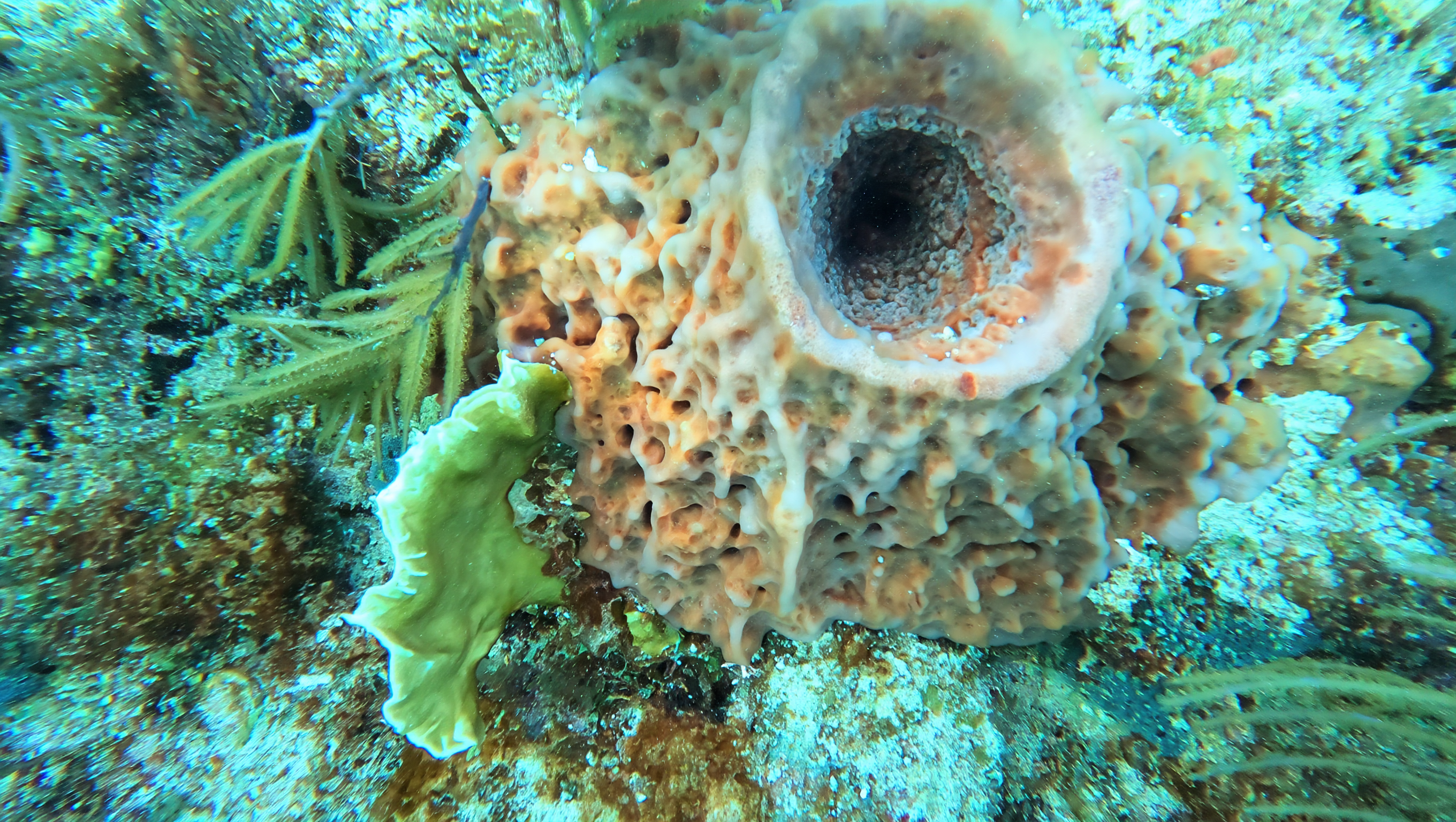 Spicule serum source: a barrel sea sponge, the kind of marine sponge that skincare spicules come from, on a sunlit reef