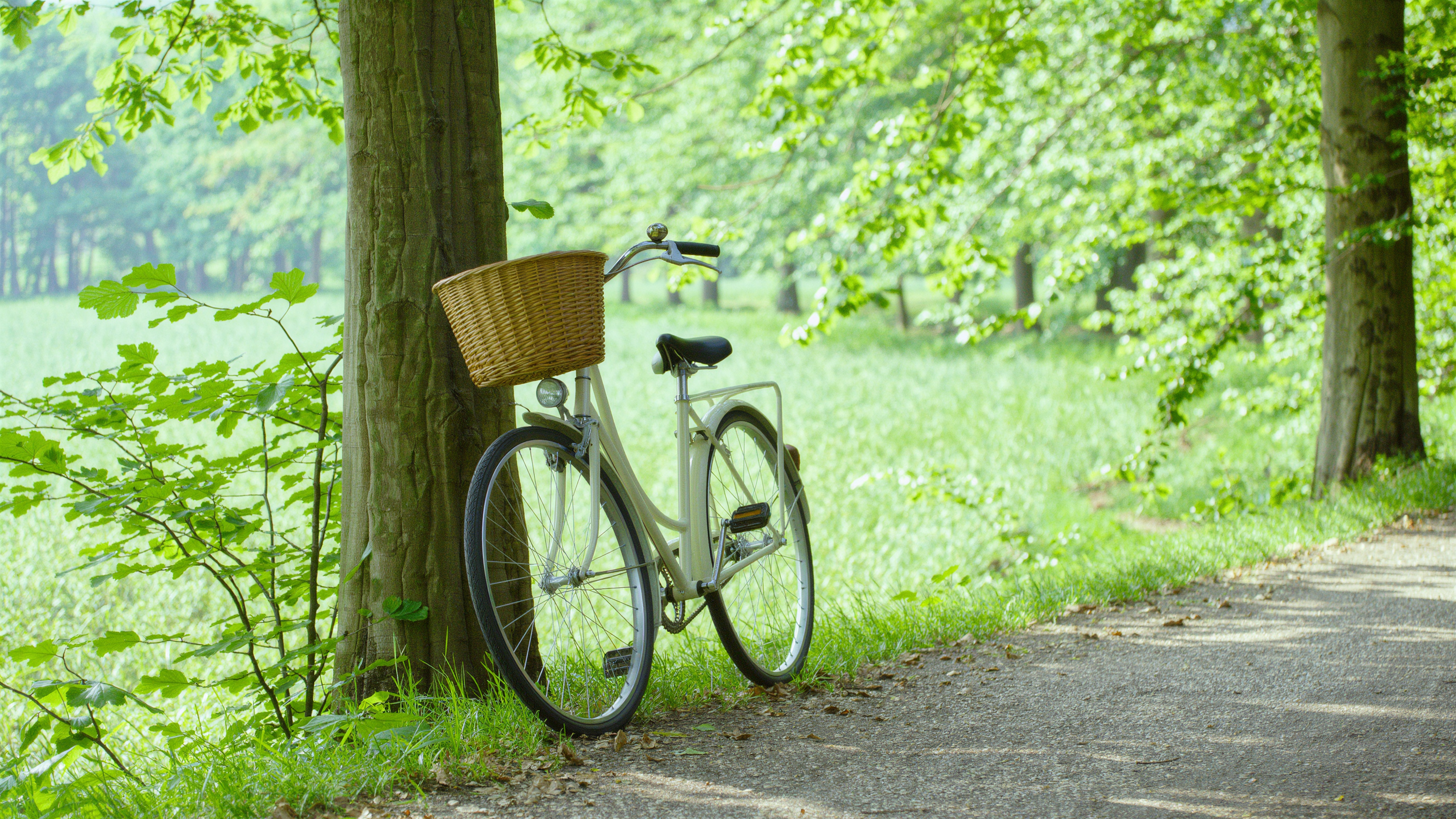 Cream bicycle with wicker basket leaning against a tree on a sunlit path