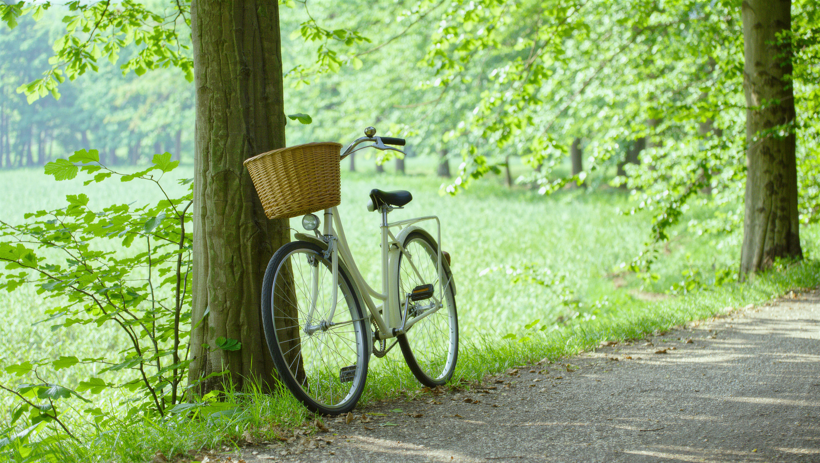Cream bicycle with wicker basket leaning against a tree on a sunlit path