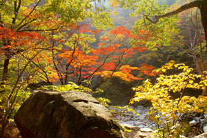 Seoraksan autumn foliage: sunlit red and yellow maples over a mossy granite boulder in a mountain valley