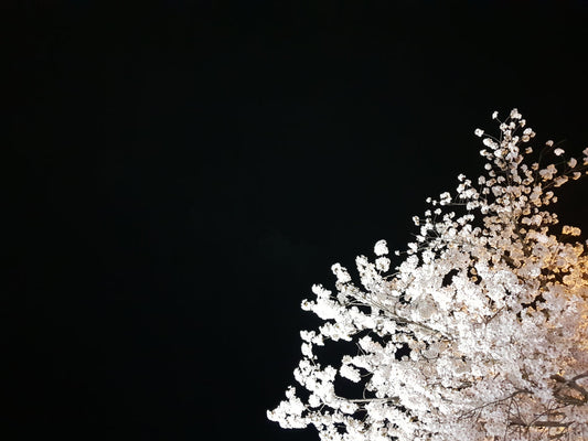 March in Seoul: The City Before Cherry Blossoms