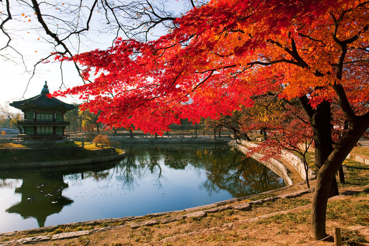 Best Autumn Photoshoot Spots in Korea: Parks, Mountains, Temples, and Scenic Streets