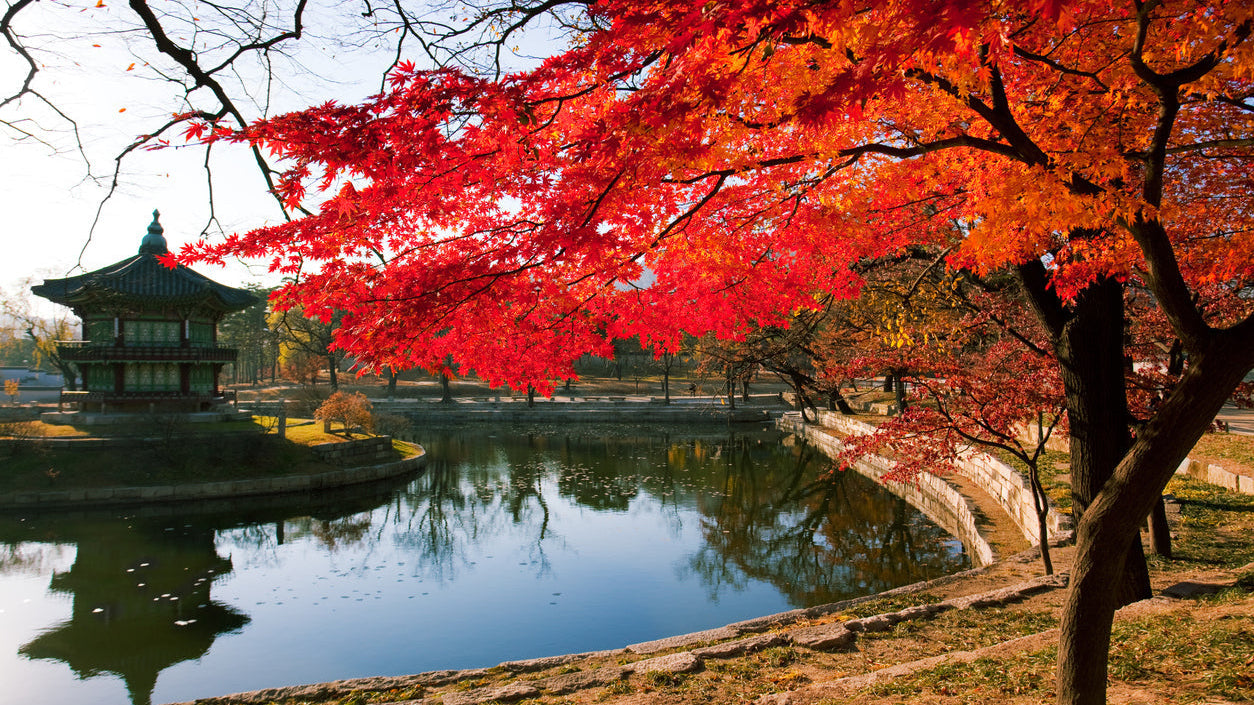 Autumn Photoshoot Spots in Korea: Capture Korea’s Fall Beauty | BEAUTIPIN