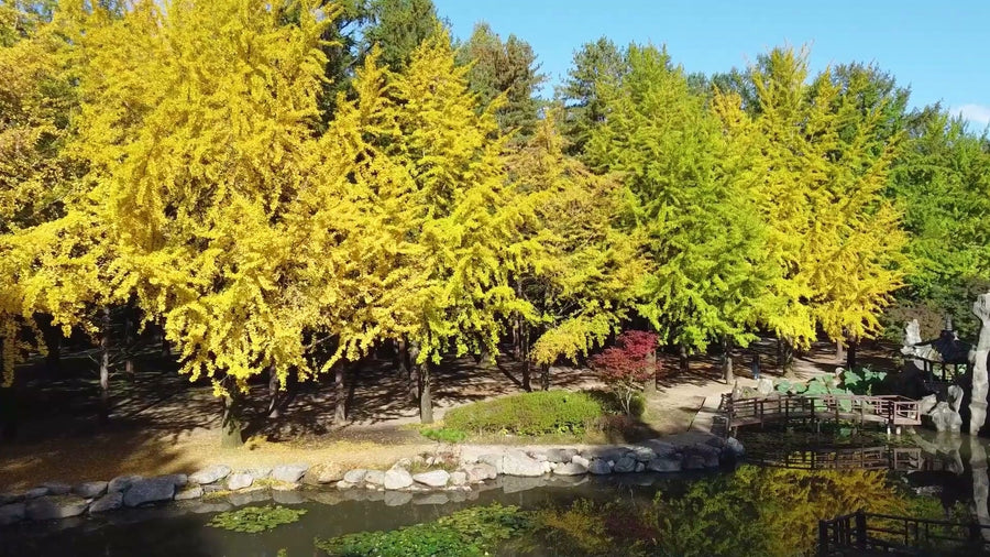 Nami Island ginkgo trees in full autumn gold above a garden pond on a clear, sunny day (Nami Island Official YouTube)